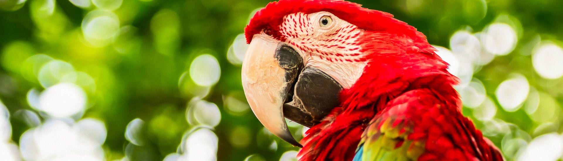 Big macaw parrots |  Iryna Rasko, iStockphoto.com / Chamleon