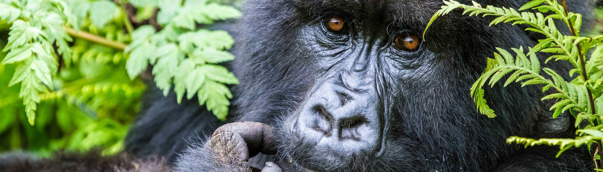 Portrait eines Gorillas | 