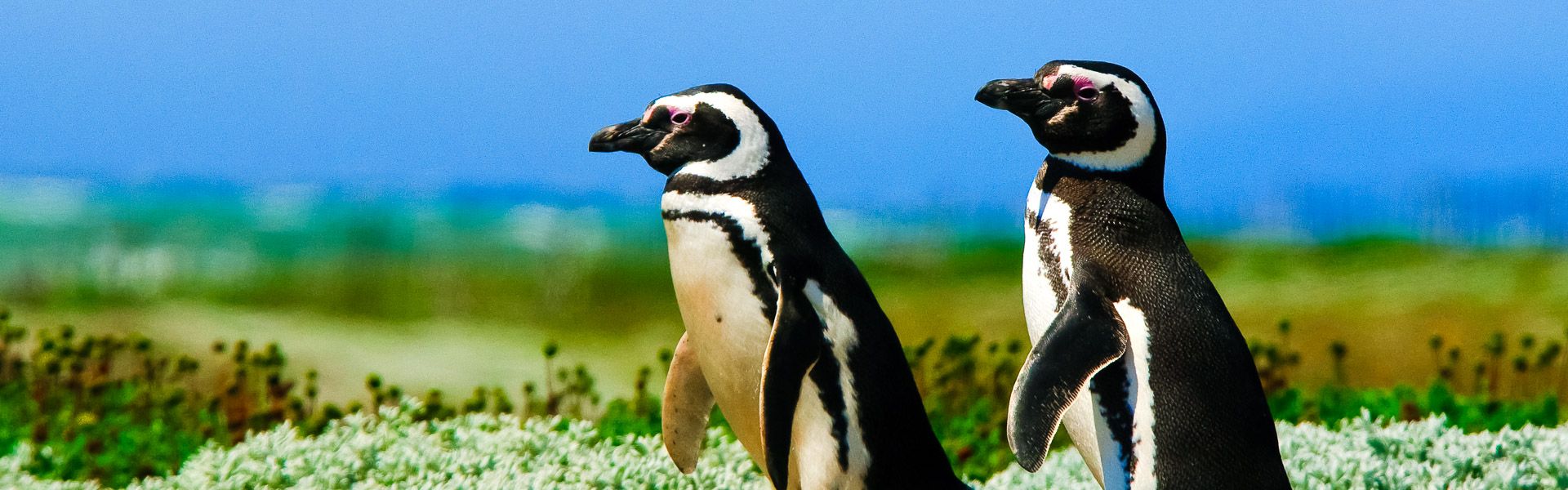 Pinguine nahe Punta Arenas |  Kai-Uwe Kchler, Art & Adventure / Chamleon