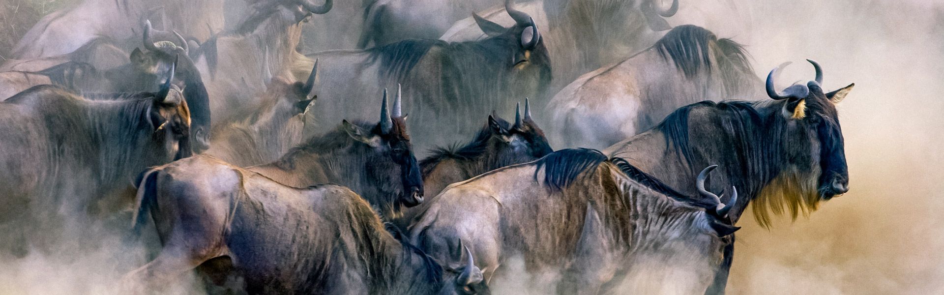 Gnu-Herde |  blacksnapper, iStockphoto / Chamleon
