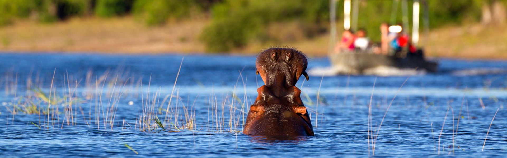 Boot auf dem Chobe nhert sich einem Flusspferd |  Lyle Gregg, iStockphoto / Chamleon